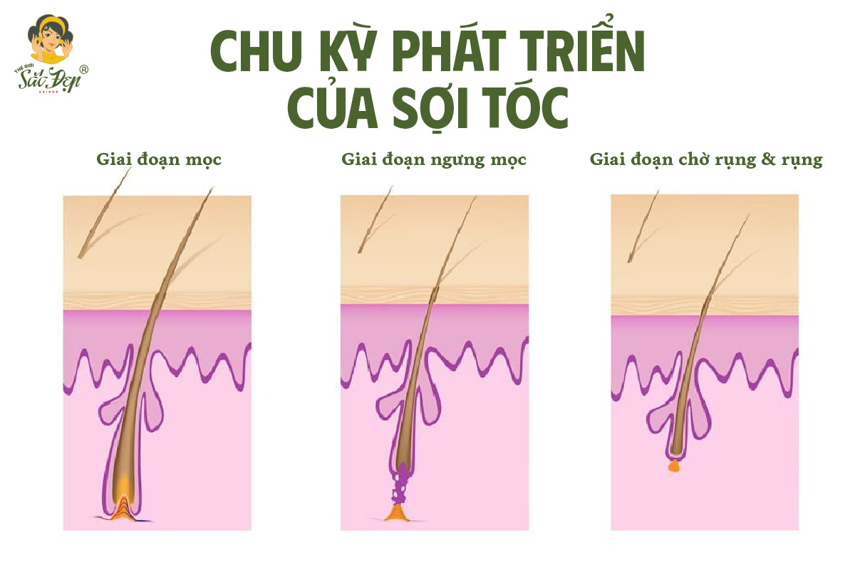 Chu kỳ phát triển của 1 sợi tóc thông thường